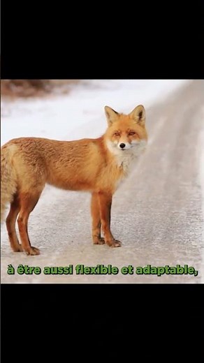 Le Renard : Mon Animal Totem 🦊