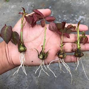 How to grow roses from rose calyx | Aubree Vaughan