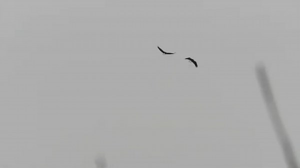 Bald eagles courtship flight display