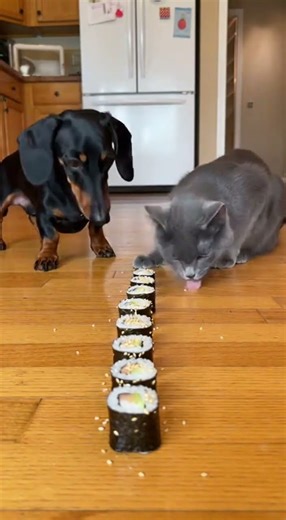 Who’s the Faster Feeder? Cat vs Dog Epic Race! 🏁🐾 #cat #dog #catvsdog #foodrace