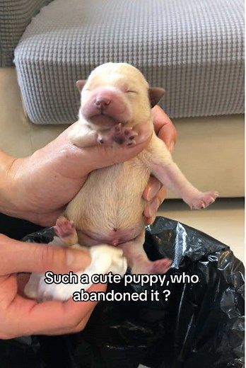 Adorable Puppy Enjoys Day by the Pool