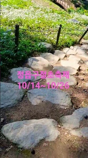 (25.10/9촬영) 7 정읍구절초축제 #식물 #자연 #여행 #관광 #꽃 #지역축제 #정읍구절초축제 #구절초 #꽃백일홍 #정읍시 #산내면 #구절초