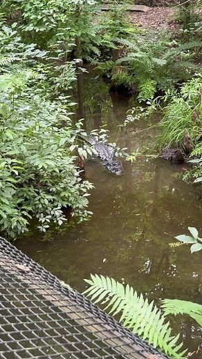North Carolina Zoo - Asheboro, NC | Places to Visit in North Carolina