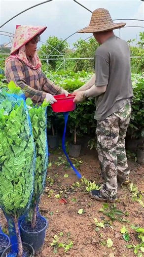 Efficient Tree Netting & Baling Process for Safe Transportation