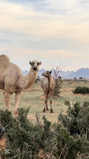 Wow incredible camel #camels #Pakistan #usa #indonesia | Somali Camel