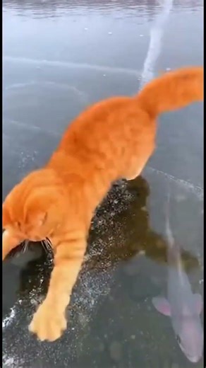 Ginger Cat Discovers Ice for the First Time (Wait for the slip!)
