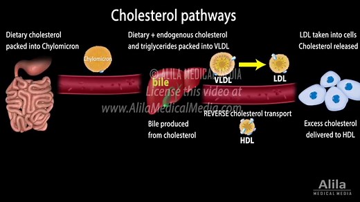 胆固醇代谢，低密度脂蛋白，高密度脂蛋白和其他脂蛋白（动画演示）