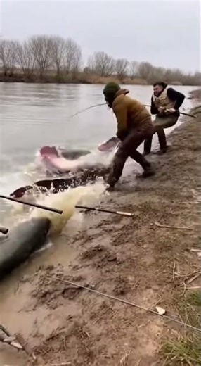 Unreal Viral Fishing Moment: Dozens of Giant Arapaima Attack the Shore😱🌊