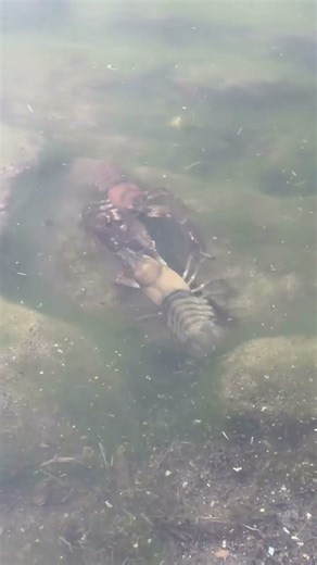 Crayfish fight! #crayfish #crawfish #fishing #underwaterworld #fyp #pike #perch #zander #carp