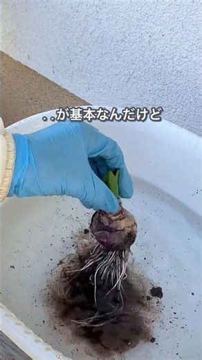 ヒヤシンスは毎年楽しめる❣️