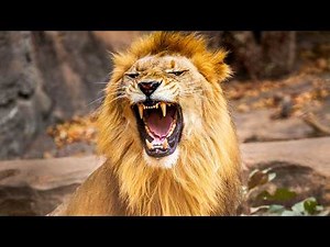 Near-Fatal Animal Attacks: Gruesome Stories from Survivors | Human Prey