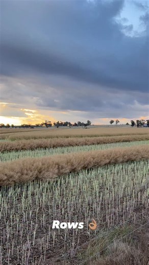 #windrowing #canola #dunedoonsw #macdon #40ftfront #harvestthecrop2025 @macdon_industries_ltd @kenwayandclark @bwilliams110488 @allaster91 @bianca.claire.88 | Roseamba Partnership Haymaking