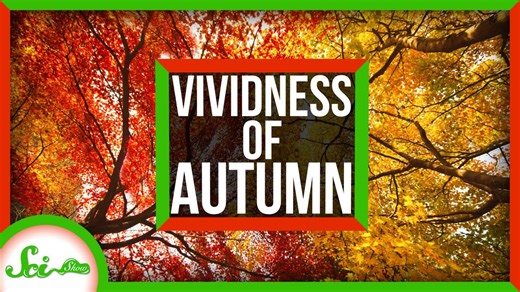 Why is autumn more vivid in New England?