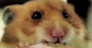 Tiny Hamster Eats Birthday Cake - Viral Video