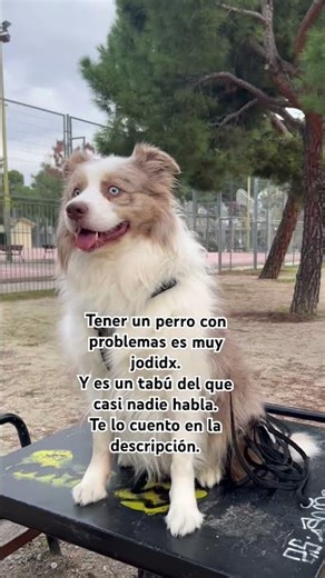 Tener un perro con problemas