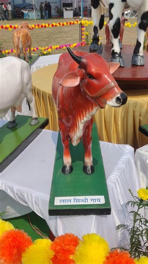 Cow Breeds Watchlist NDRI Dairy Expo 2026 #livestockadvisor