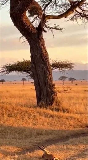 Leopard's Treehouse Feast: Nature's Raw Power! #Leopard #Wildlife #Safari