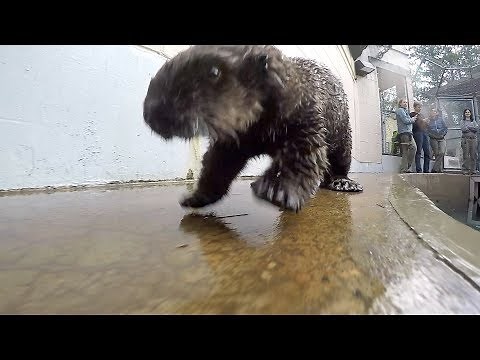 The Splendor of Sea Otters