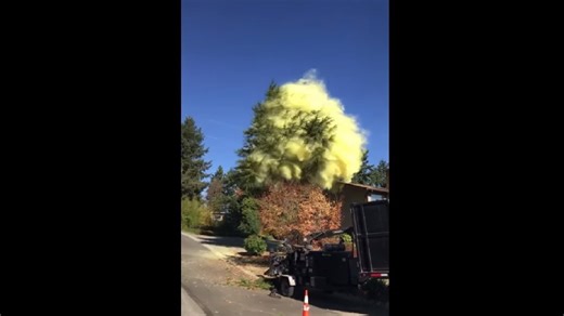 Crazy amount of pollen in this one tree.