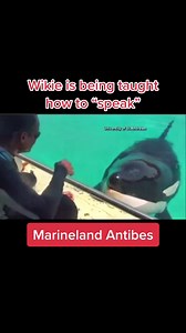 Orca Wikie Mimicking Speech in Captivity