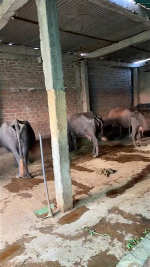 Please subscribe #ytshorts #murraha #dairyfarm #trending #shorts #motivation #explore #virlshort