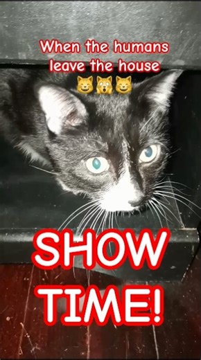 The Insanity #seinfeld #funny #cat #comedy #relatable #fypage