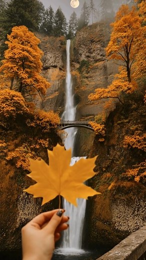 Multnomah Falls in Oregon, Autumn splendor under a full moon! Brilliant golden foliage surrounds the iconic waterfall as a hand holds a maple leaf in the foreground. The cascading waters, framed by fiery autumn trees and the graceful arched bridge, lead the eye up to where the moon glows softly above the misty treetops. This scene blends the colors of fall, the serenity of flowing water, and the quiet magic of moonlight into one unforgettable northwest moment. #MultnomahFalls #Oregon #AutumnMagi