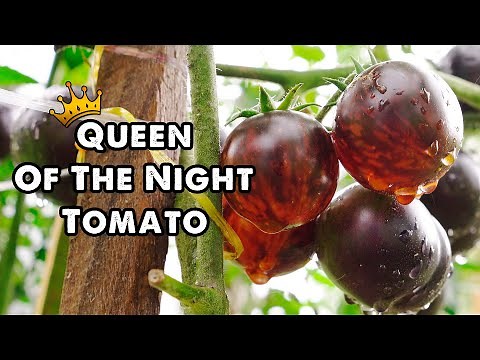 Queen Of The Night Tomato