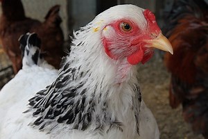 Brahma Chicken - Breed Profile - Backyard Poultry