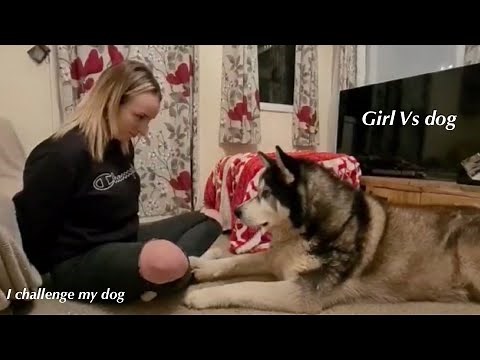 Girl vs dog | I CHALLENGED my husky