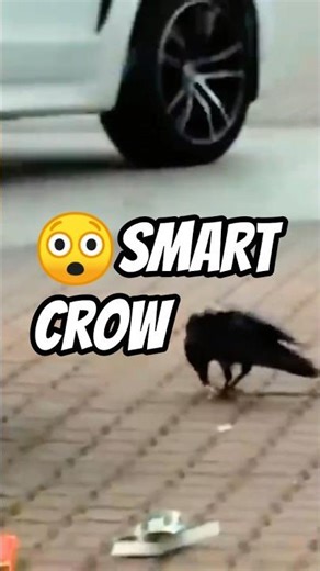 👉 Smart Crow likes food from Mcdonald. #shorts #short #shortvideo #funnyshorts #funny #funnyvideo