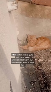 Pumpkin is very happy to have his very own food and treats 🎃🧡✨ #straycat #catfood #newfamily | Statement Marine