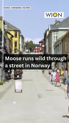 Moose runs wild through a street in Norway . . . #norway #WIONUncut | WION