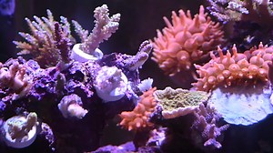 【SPS海缸记录】（day137）水质突然恶化下的SPS实况 以及解决办法