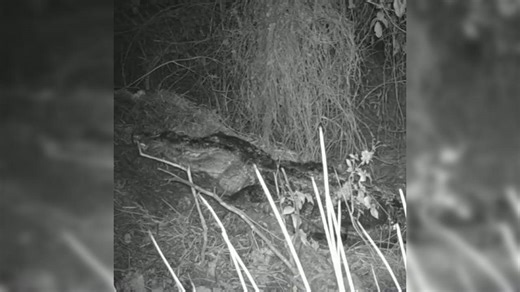 Viral video: Incredible footage shows Mama alligator carrying 22 babies in her mouth