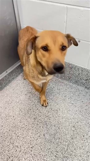 3/9 🆘 momma DAISY was lucky enough to survive today's round of disappearing dogs but she won't make it through Wednesday without a FOSTER or ADOPTER. This poor mom had her puppies taken away and is still producing milk😭 She is not aggressive but is agitated at the shelter, wondering if her babies are okay. Please offer her a quiet safe space to decompress. Fostering is free to do and saves a life🐾 3/8🚨 STILL URGENT — AT RISK TOMORROW 🚨 📧 Send ONE email to ALL THREE if you can adopt, foster