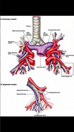 “Pulmonary & Segmental Vessels of the Lungs | Bronchovascular Anatomy Simplified”