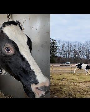 See Farm Animals’ Transformation After Living in Sanctuaries