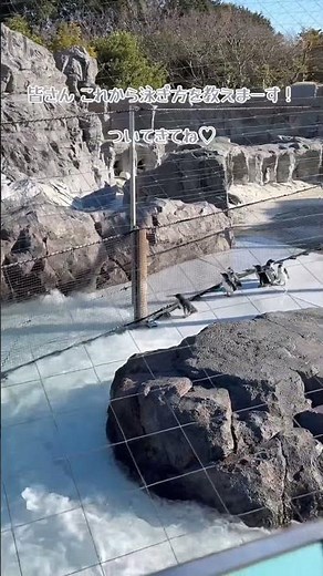 赤ちゃんペンギンが泳ぎ方を教わっています。