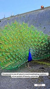 The peacock is one of nature’s most breathtaking creations — a true symbol of beauty and pride! While peacocks are known globally, Africa is home to the Congo peafowl, a rare and stunning species found deep in the lush rainforests of the Democratic Republic of Congo 🇨🇩 This unique bird is endemic to Africa and a vital part of the continent’s rich biodiversity. Do you love this bird? #PeacockBeauty #AfricanWildlife #CongoPeafowl #NatureInStyle #AfricanBiodiversity #PrideOfAfrica #WildAndWonderf