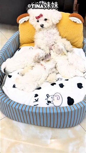First-Time Mom Dog Gives Birth to 4 Adorable Puppies ❤️🐶