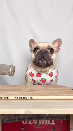 Cronchy Strawberry ASMR Mukbang with French Bulldog | Eating Sounds