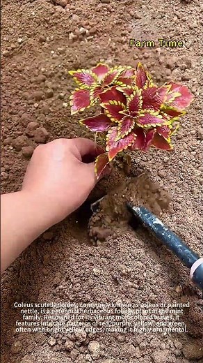 How to plant coleus outdoors 🌱