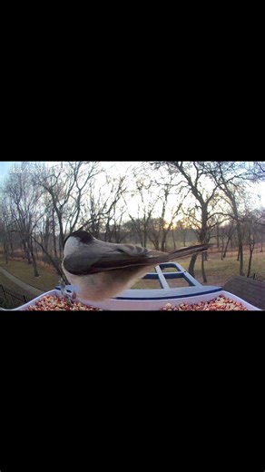 Peaceful Chickadee Feeding #shorts #wildlife #nature #blackcappedchickadee #birdfeeder #birds