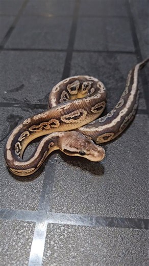 Pastel Onix het Desert Ghost👻 #joinreptiles #ballpython #royalpythons #pythonregius #reptiles #pets
