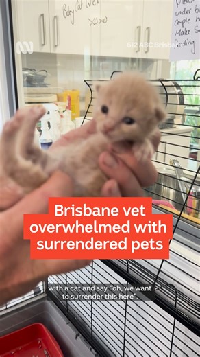 Have you ever adopted a pet? Vets are seeing a huge increase in the number of animals given up or handed in for a wide range of reasons, and Eatons Hill Veterinary Surgery is one of them. Owners Alan and Lindy O’Grady, alongside their daughter Shannon, have started rescuing and adopting out unwanted pets - mainly cats - after seeing a huge increase in the number of animals surrendered not just to their own vet surgery, but to other local vets and rescue charities as well. They’re happy to help t