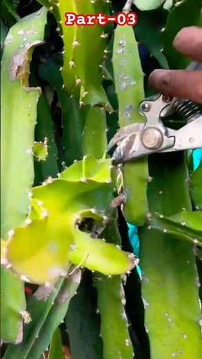 How to harvest dragon fruit plant? Part-03 #shorts #farming #viral #agriculture