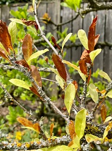 Lichens on magnolia tree indicate plant is in decline: Ask an expert