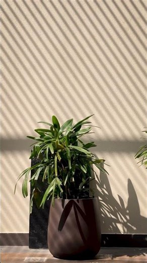 How Courtyards Are Redefining Indian Homes | R.K. Malik & Associates