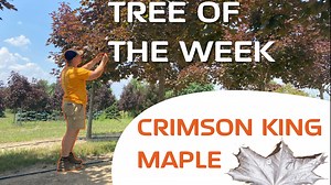 In this week's edition of tree of the week we will be highlighting the Crimson King Maple Tree. Follow along as our tree farm manager PJ goes over some key highlights of the tree! - #trees #treelife #crimsonkingmaple #yard #treeoftheweek | Fox Tree Farm